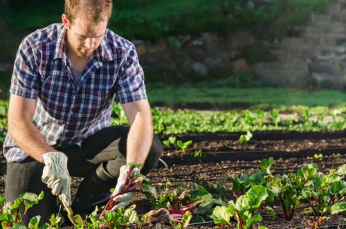 A man wearing a plaid shirt and gardening gloves is crouched down in a well-maintained backyard garden, tending to leafy vegetable plants such as chard or kale. The garden features evenly spaced rows of dark, rich soil with healthy green plants growing vigorously, surrounded by a lush, green hedge and mature trees in the background. The scene appears to be on a sunny day with natural light illuminating the garden, which includes a mixture of soil beds and a paved pathway on the right side of the image. This setting exemplifies typical outdoor gardening work in the Crouch End area, demonstrating attention to garden layout and plant care, consistent with local landscaping and gardening services provided by companies like Landscapers Crouch End.