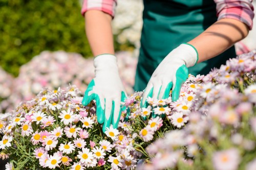 A gardener wearing teal gloves and a long-sleeved shirt tends to a flower bed filled with blooming daisies that have white petals and yellow centers. The garden features a well-maintained lawn in the foreground with lush, green grass, and the flower bed is bordered by soil and mulch, indicating active planting and care. In the background, there are neatly trimmed hedges and foliage, suggesting a landscaped outdoor space typical of residential gardens in North London, near Crouch End. The scene is illuminated by natural daylight, with a soft focus on the gardener's hands and flowers, emphasizing careful gardening work. This image reflects professional outdoor maintenance that could be associated with local landscaping services offered by companies like Landscapers Crouch End.