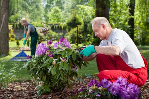 A man with short grey hair, wearing a white shirt, red trousers, and turquoise gardening gloves, is carefully pruning a flowering shrub in a neatly maintained backyard garden. The garden features a vibrant purple-flowered shrub in the foreground, with a well-kept lawn area surrounding it. In the background, a woman in a grey top and green apron is engaged in gardening activities; she is slightly out of focus, working near another border of plants. The garden is bordered by tall trees and lush greenery, creating a natural and shaded environment. The ground around the shrub consists of dark, moist soil, with mulch covering parts of the planting beds. Paved pathways and wooden decking are visible, along with flower beds and small bushes, contributing to a landscaped outdoor space typical of residential gardens in the Crouch End area. The scene captures a bright, sunny day, emphasizing a peaceful gardening atmosphere aligned with professional lawn care and plant maintenance services offered by Landscapers Crouch End.
