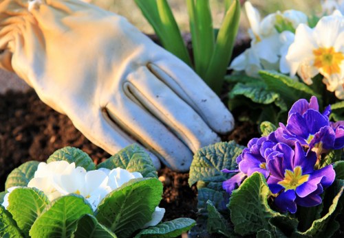 A close-up view of a gardener's gloved hand tending to a small flower bed in a landscaped outdoor space, featuring a variety of blooming primroses with vibrant purple, white, and yellow petals, set against rich, dark soil. The background shows green foliage and additional garden plants, suggesting careful planting or maintenance work in a residential garden in Crouch End. The scene is illuminated by natural daylight, highlighting the colorful flowers and healthy plant growth, indicative of professional gardening services offered by Landscapers Crouch End.