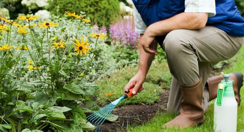 A gardener kneeling on a well-maintained lawn in a garden in Crouch End, London, is using a small rake to tend to a flower bed filled with yellow and purple flowering plants. The garden features a lush green grassy area in the foreground, bordered by a variety of shrubs, flowering plants, and small trees in the background, creating a vibrant outdoor space typical of urban gardens in the area. The gardener, dressed in casual outdoor clothing with a blue vest and beige trousers, has a water spray bottle placed nearby, indicating ongoing garden care activities. The scene suggests a professional gardening service maintaining a neat, healthy landscape, with natural lighting suggesting a bright, possibly sunny day, and the garden appearing neat and thoughtfully landscaped, embodying typical features of residential gardens in Crouch End, North London.