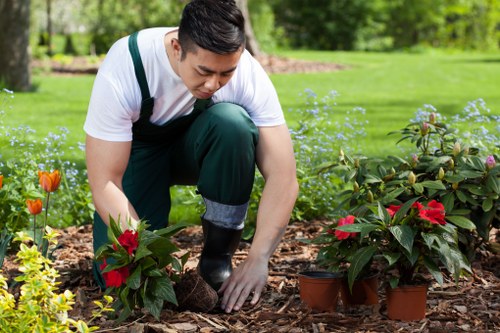 A person is kneeling on the ground in a garden, planting or tending to potted poinsettia plants with vibrant red bracts. The garden features a well-maintained lawn, with a backdrop of lush green trees and a hedge. The foreground includes several small terracotta pots with newly potted plants, and the soil is covered with mulch. The individual is wearing a white t-shirt, dark green trousers, and gloves, focused on their gardening task in a bright, outdoor setting, indicative of a landscaped or suburban garden in Crouch End. This scene demonstrates detailed gardening work, aligning with professional landscaping and garden maintenance services offered by Landscapers Crouch End.