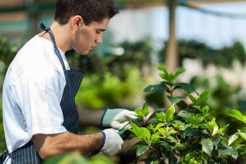 A professional gardener wearing a white T-shirt, striped apron, and gardening gloves inspects lush green foliage in a well-maintained outdoor garden, with a mix of broad-leaved plants and small shrubs. The garden features a neatly trimmed lawn area in the foreground and various plants arranged in borders, set in a bright environment illuminated by natural daylight. In the background, a greenhouse structure with glass panels and supporting framework is visible, along with additional greenery suggesting a healthy, cultivated garden space. This scene reflects skilled outdoor maintenance typical of gardening services in the Crouch End area, Hampshire, often managed by specialists like Landscapers Crouch End, focusing on plant health, garden layout, and tidy outdoor environments suitable for residential gardens.