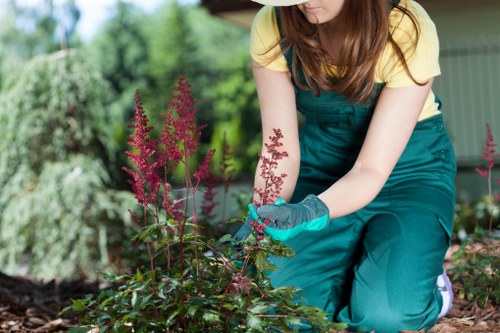 A woman wearing a yellow top, teal gardening apron, and gloves is tending to a garden bed in a lush green outdoor space. She is kneeling on the soil and carefully examining or pruning a flowering plant with tall, pinkish-purple flower spikes and green foliage. The garden features a well-maintained lawn with dense grass, bordered by a variety of shrubs and trees that provide a natural backdrop. In the background, a patio area or garden shed can be partially seen, with the overall scene indicating a healthy, vibrant outdoor environment in Crouch End. The lighting suggests a bright, sunny day, highlighting the natural tones of the plants, soil, and garden structures. This setting reflects professional gardening care and landscaping practices offered by Landscapers Crouch End, emphasizing lawn maintenance, plant care, and outdoor garden improvements. The image captures a moment of gardening activity aimed at enhancing outdoor beauty and functionality, suitable for web content related to lawn and garden services in the Crouch End area, with a focus on quality care and landscaping expertise.