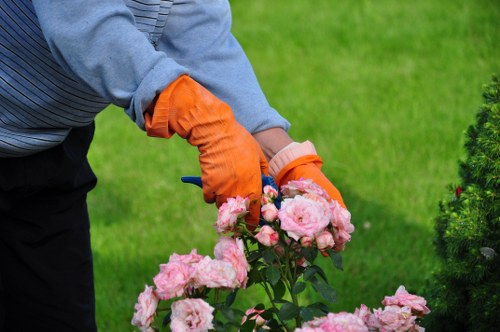 A person wearing a grey long-sleeved top and bright orange gardening gloves is pruning a flowering pink rose bush in a well-maintained garden. The rose bush features multiple clusters of light pink blossoms with green leaves, situated in the foreground. Behind, there is a neatly trimmed hedge and a lawn with lush, green grass that extends into the background, indicating a residential outdoor space in Crouch End. The scene suggests a calm, mild weather day suitable for outdoor garden maintenance, with natural sunlight illuminating the vibrant plant colours. The surrounding area is part of a landscaped garden typical of the local area, with clear attention to plant health and garden tidy-up, reflecting professional gardening services by Landscapers Crouch End focused on garden trimming and outdoor care.