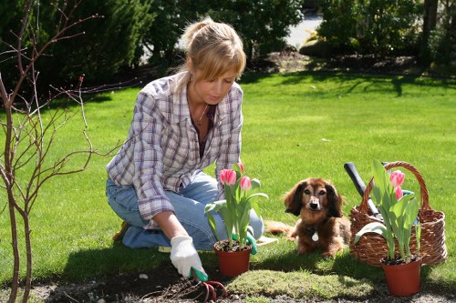A woman with blonde hair, dressed in a checked shirt and jeans, is kneeling on a well-maintained green lawn in a garden, planting pink tulips into a flower bed outlined by dark soil. She is wearing gardening gloves and appears focused on carefully positioning the tulips, which are in small pots, alongside other similar plants. In the background, the garden features a neatly trimmed hedge, mature trees, and a tidy lawn with sunlight filtering through the foliage, suggesting a bright, clear day. Nearby, a small brown dog with floppy ears is sitting attentively on the grass, observing the woman’s activity. To the right, there is a wicker basket containing more pink tulips, adding a splash of colour to the scene. The garden is part of an outdoor space that shows signs of recent landscaping activity, with a clean and organized layout, ideal for outdoor leisure and gardening services offered by Landscapers Crouch End, serving the local area around N8 postcode and Crouch End town.