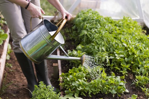 A person watering a vegetable garden in a backyard or allotment, with a large metal watering can held in both hands, pouring water onto leafy greens and other plants. The garden features neatly arranged rows of various vegetables, some with broad green leaves, and soil that appears rich and well-tended. In the background, there are taller plants or bushes, creating a lush, productive outdoor space. The scene is illuminated by natural daylight, suggesting mild weather suitable for gardening activities typical in the Crouch End area of London. The person wears black gardening gloves and casual clothing, and the focus is on maintaining healthy plants through watering, an essential part of gardening and landscape care managed by professionals like Landscapers Crouch End. The setting emphasizes a well-kept, thriving garden environment ideal for outdoor landscaping and gardening services in North London.